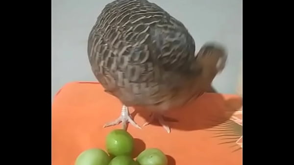 Nunca vi um embu ser tão gostoso