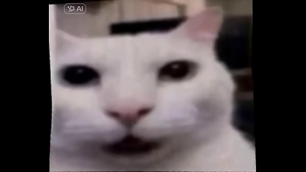 The funny cat speaking