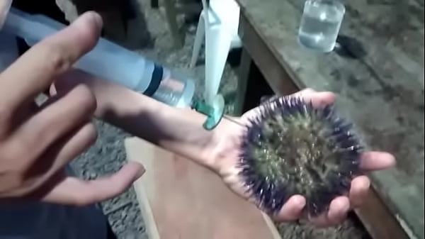 Gozada gostosa de ouriço