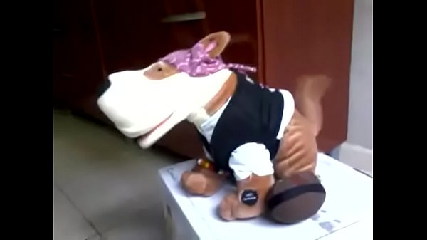 meu cão spok pirata