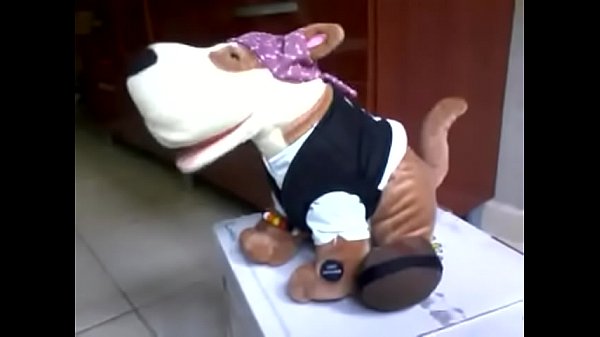 Meu cão spok pirata