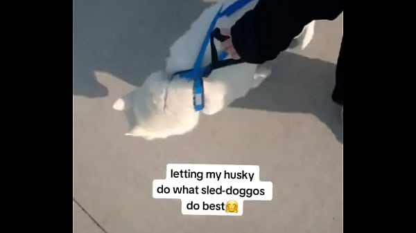 My husky pulling his older brother in the wagon??