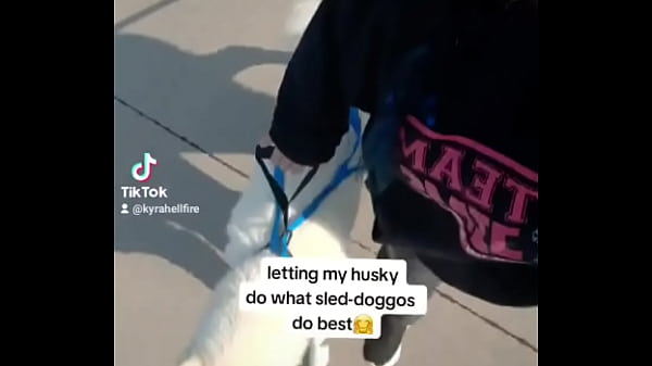 My husky pulling his older brother in the wagon??