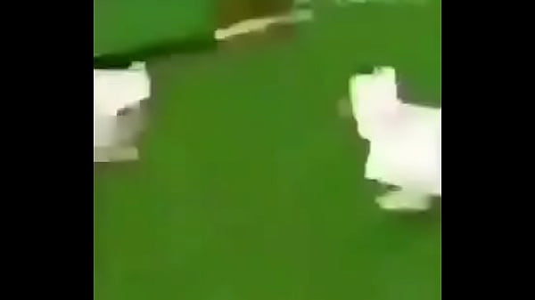 Best 'cock' fight