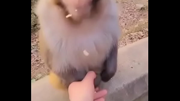 arrebentando ela na braquiara