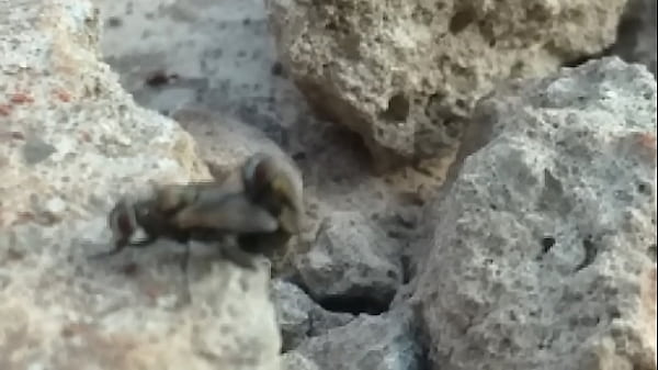 Naughty fly does not forgive amateur porno by: Pedroca