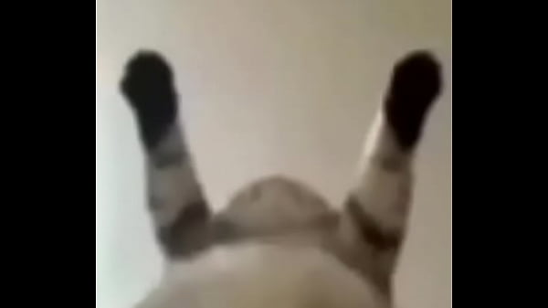 Dexter Suzano Toxic Joel