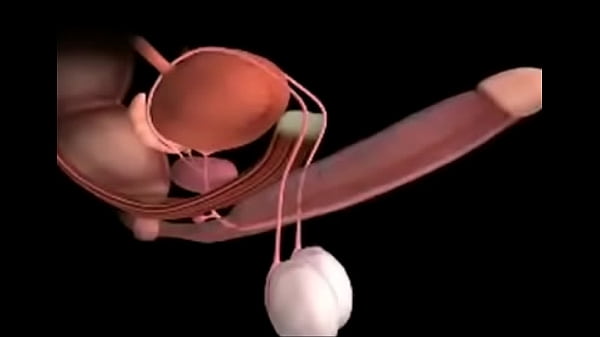 cock x ray orgasm contractions simulator