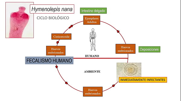 Jovencita se saca un culebron del anuel (contenido extremo)