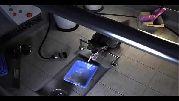 Download Video - H0rs3 - compilation fucking machine