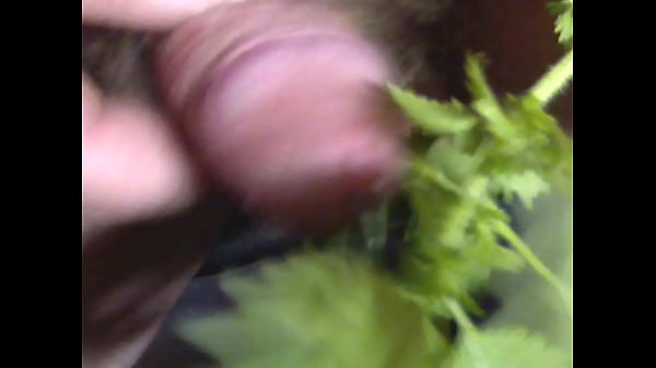 thumb nettle