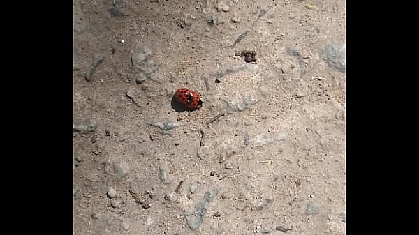Joaninhas transando sem pudor na rua
