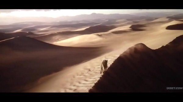 Roi Lion Sucer Le Cul Dans La Jungle