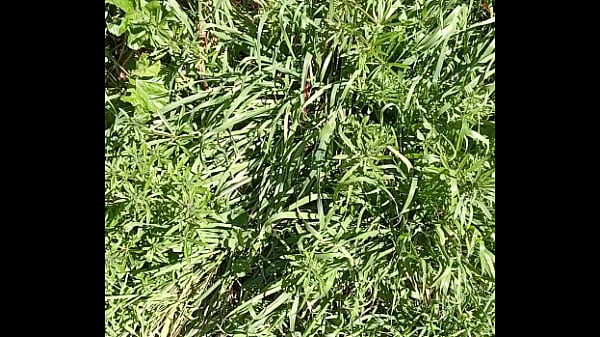 Il prato, una grotta e GretaLa eccitata e sburrata...