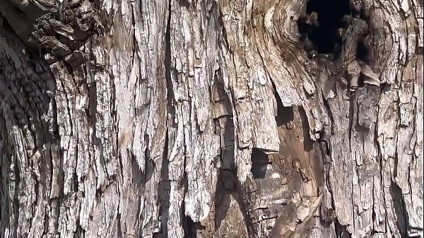 .Random video of me finding a beehive and not getting bit