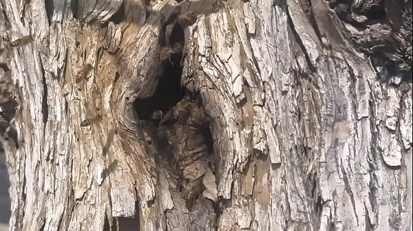   Random Video Of Me Finding A Beehive And Not Getting Bit