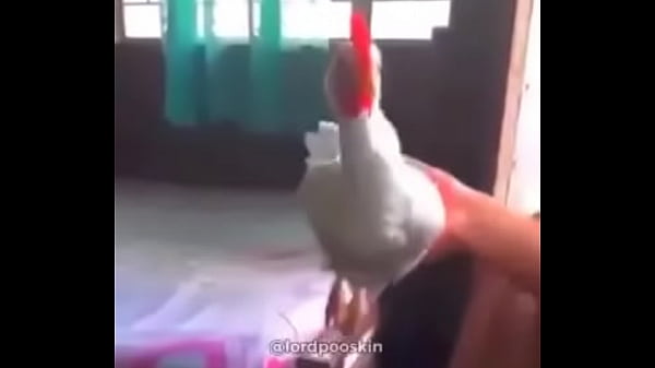 Shitpost | gallina no mueve la cabeza
