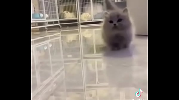 Gatos para que dejes la masturbación