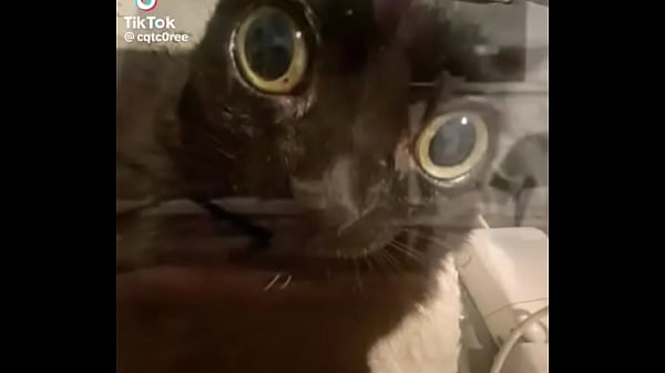 Gatos para que dejes la masturbaci&oacute;n