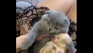 Gatito bonito