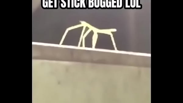 Stick bug