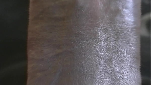 Download Video - TORONTO THICKEST BLACK COCK