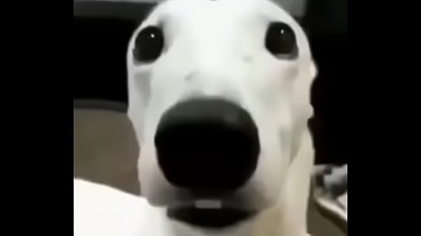 my dog is scared