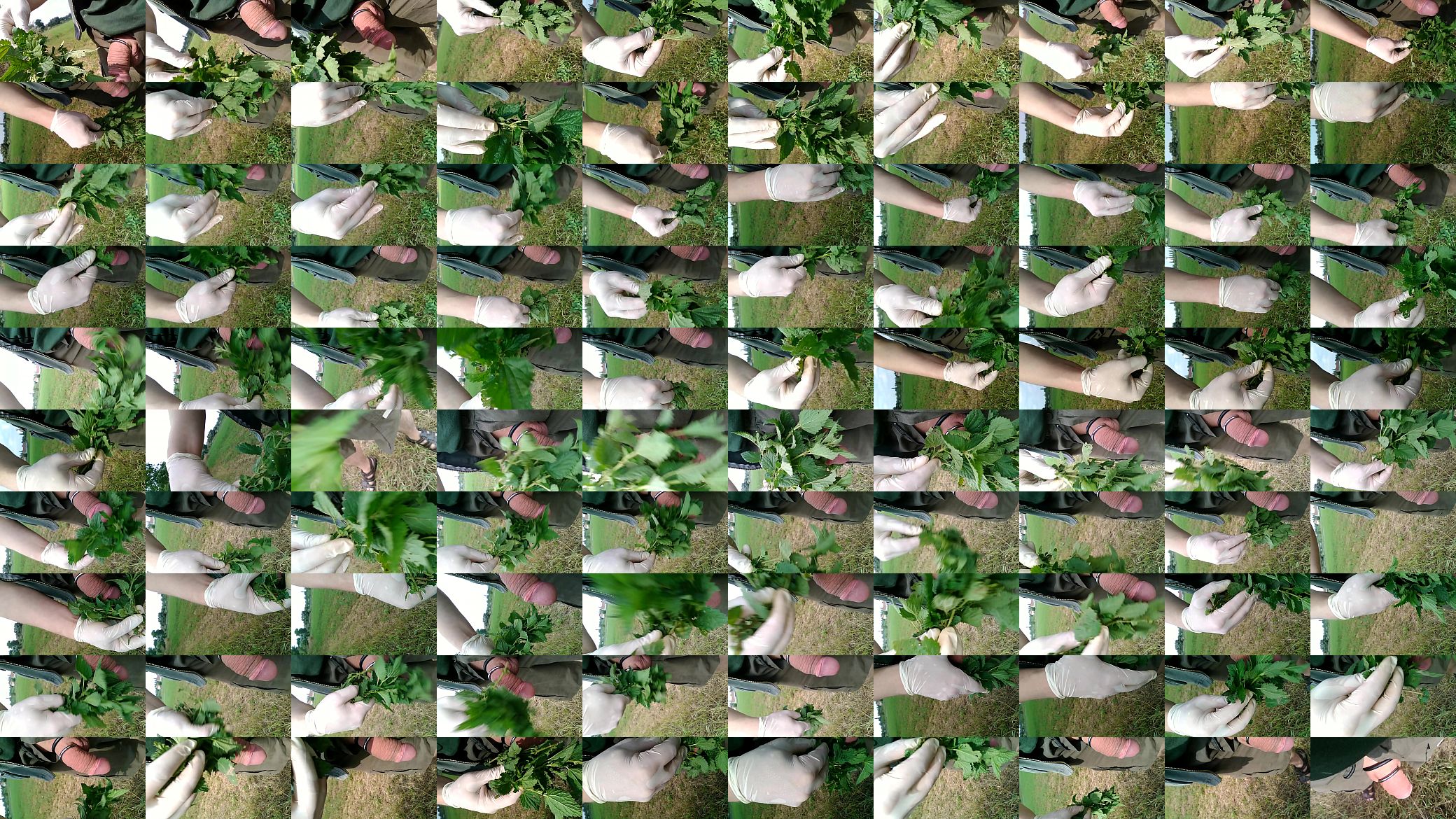 nettles 2015 - part 2 预览图
