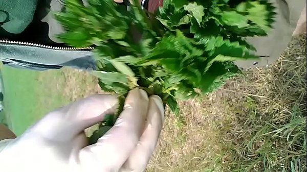 Nettles 2015 - part 2