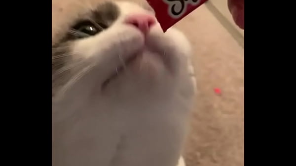 my cat eating lickable cat treats