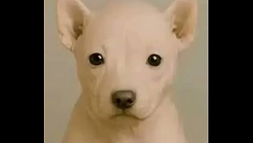 rawdog