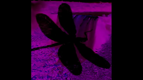 Dark Lantern Entertainment Presents 'The Dragonfly'