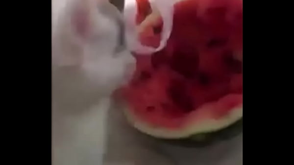 Gato diciendo quiero semen xd