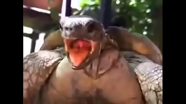 Turtle taking wife without pity or pity , to all his life
