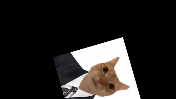 al gatito le gusta ver lo que hay en mi cuarto