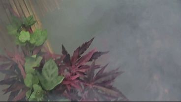 She makes sure to show off that thick ass cause it's her best ASSet!