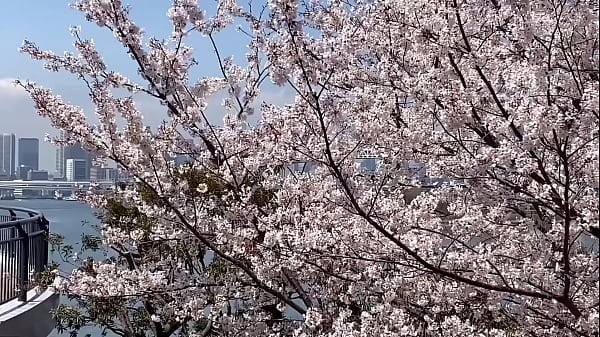 Sakura in Tokyo