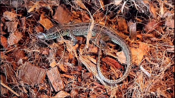 Ð¡ÐµÑ€Ð°Ñ ÑÑ‰ÐµÑ€Ð¸Ñ†Ð° Y24