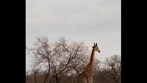 Download Video - MILF Marina Beaulieu gets fucked before dinner - MySexMobile