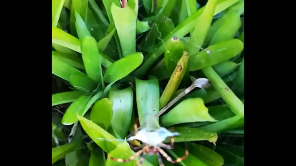 Vídeo de verificación