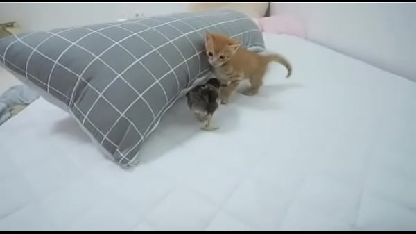 Gatinha com medo de um pinto