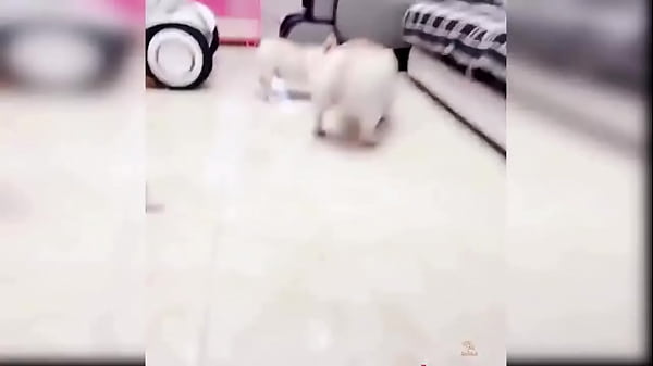 Puppy compilation 92