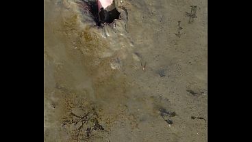 Short test in the mudflats on the beach of Horumersiel