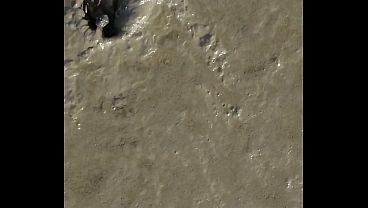 Short test in the mudflats on the beach of Horumersiel