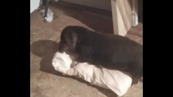 Billy, Oreiller De Chien Doué