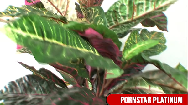 Ebony Slut Imani Rose Sucks A Massive Dick So Well!