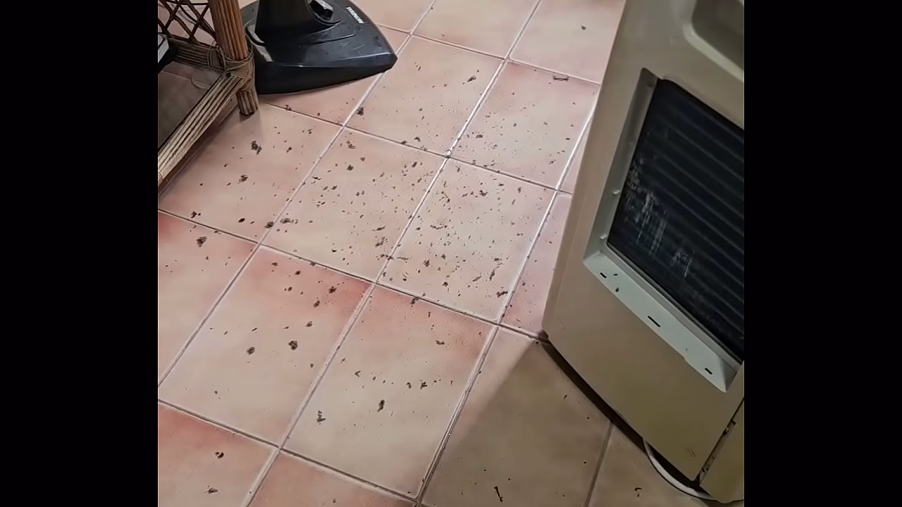 Limpando a casa de shortinho mostrando a raba