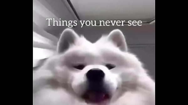Girl fucks doggiestyle