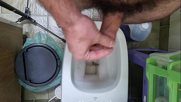 Download Video - Peludo dando uma geral na mata