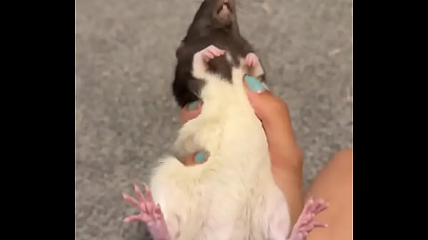 Colby This rat is so full of personality I love him so much? He’s such a good rodent!
